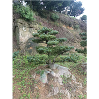 浙江五针松￥绍兴五针松￥五针松价格
