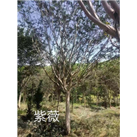浙江紫薇苗木