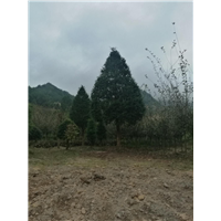 红豆杉