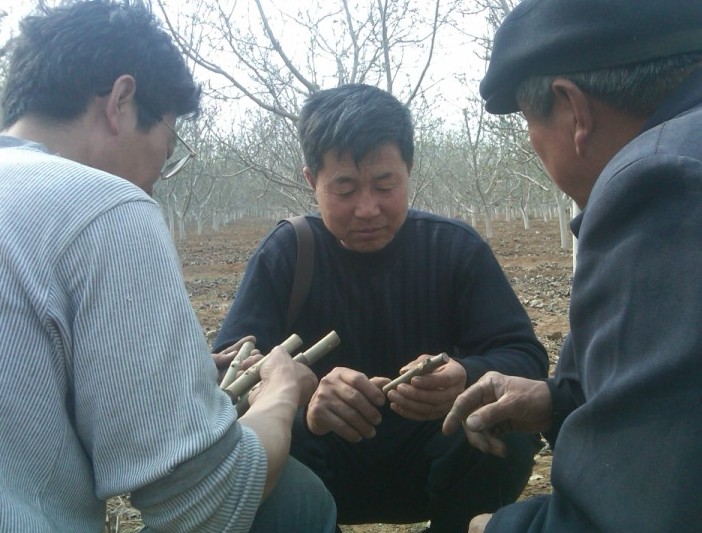 接穗1 