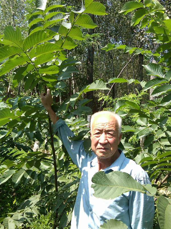 河北麻核桃基地-河北文玩核桃基地\河北麻核桃基地