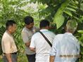 文玩核桃树苗、接穗 