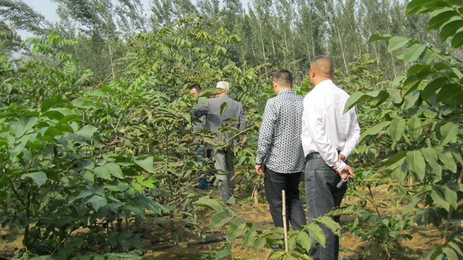 河北狮子头核桃苗|四座楼成品苗