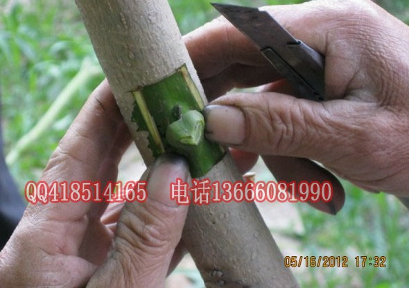 树苗、接穗 网络 