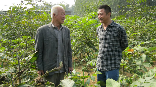 河北狮子头核桃苗|四座楼成品苗