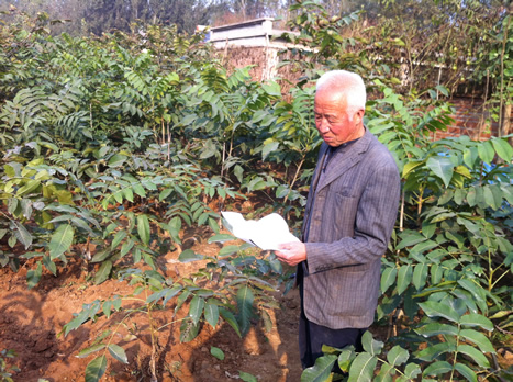 河北文玩核桃苗基地|河北麻核桃苗基地