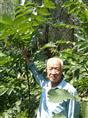 涞水文玩核桃苗接穗-涞水麻核桃苗嫁接\涞水文玩核桃苗接穗-涞水麻核桃苗嫁接