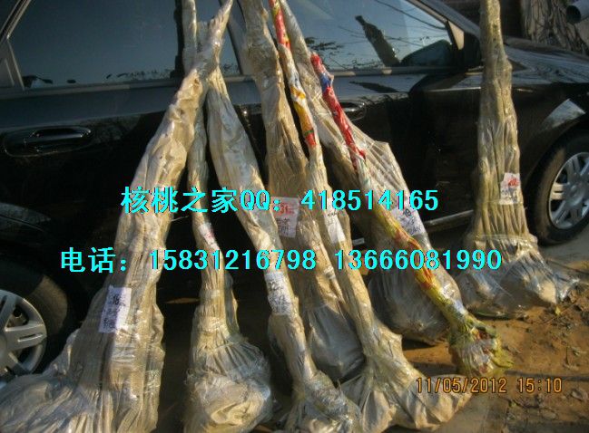 哪里的文玩核桃正宗|哪里的文玩核桃正宗