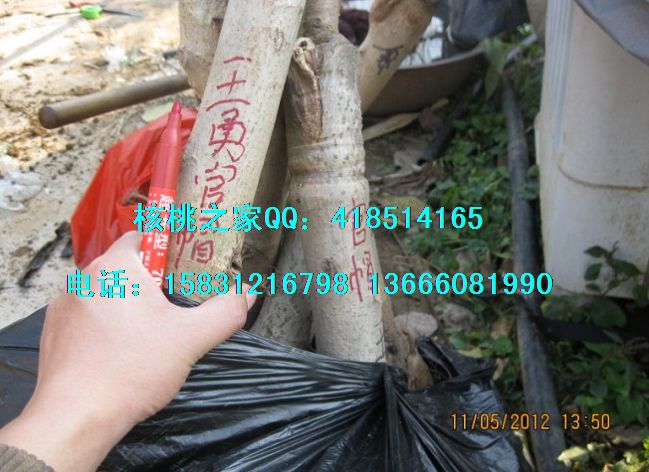 哪里的文玩核桃正宗|哪里的文玩核桃正宗