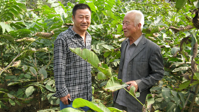河北狮子头核桃苗|四座楼成品苗