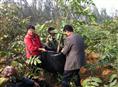 河北文玩核桃基地|河北麻核桃基地