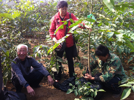 河北文玩核桃苗基地|河北麻核桃苗基地
