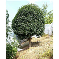 贵州桂花树|“广西桂花树价格-|湖北桂花树批发 