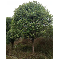 贵州桂花树批发_贵州桂花树供应_贵州桂花树价格 