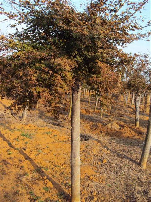 云南桂花树_四川桂花树_贵州桂花 