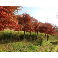 四川银杏绿化苗木基地 - 四川银杏树 