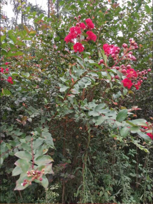 四川桂花树|“四川桂花树-|”四川桂花树基地 