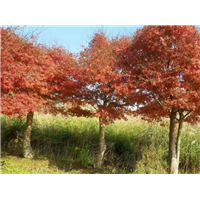 桂林红枫树√云南桂花树√广西红枫树 