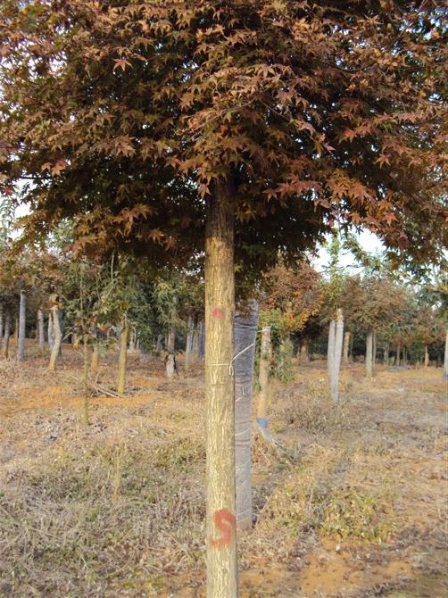 云南桂花树_四川桂花树_贵州桂花 