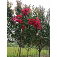广西哪里有桂花树买--广西桂