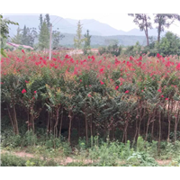 四川桂花树|“四川桂花树-|”四川桂花树基地 
