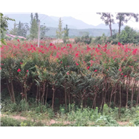 四川桂花树|“四川桂花树-|”四川桂花树基地 