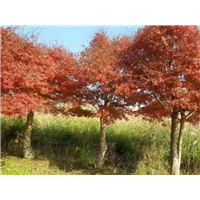 四川桂花树_云南桂花树_湖南桂花树批发 