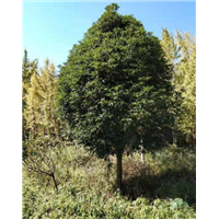 贵州桂花树批发|“贵州桂花树-|贵州桂花树价格- 