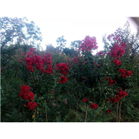 四川桂花树|“四川桂花树-|”四川桂花树基地 