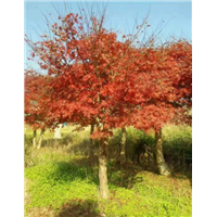四川桂花树基地-四川桂花树-广西桂花树 