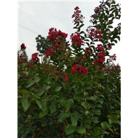 广西紫薇树、广西桂花树、四川桂花树 