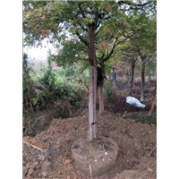 贵州银杏树、广东桂花树、四川桂花树基地 