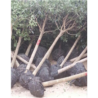 广西桂花树批发|“广西桂花树-|广西桂花树价格- 