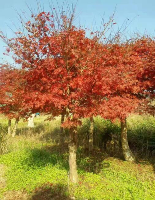 四川桂花树基地-四川桂花树-广西桂花树 