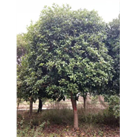 贵州桂花树批发|“贵州桂花树-|贵州桂花树价格- 