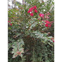 四川桂花树|“四川桂花树-|”四川桂花树基地 