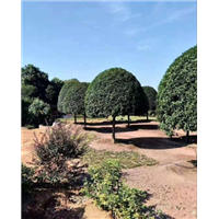 贵州桂花树批发|“贵州桂花树-|贵州桂花树价格- 