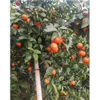 云南桂花树_四川桂花树_贵州桂花 