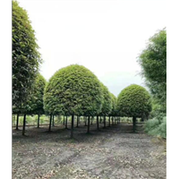 贵州桂花树批发|“贵州桂花树-|贵州桂花树价格- 