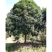贵州桂花树_贵州桂花树_贵州桂花 
