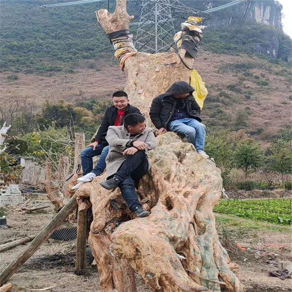 广西紫薇古桩