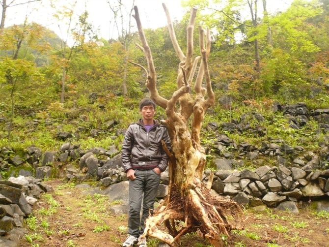 广西柳州紫薇古桩培育基地|紫薇古桩价格-广西紫薇古桩批发-