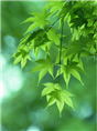 **广西秋枫树价格-广西秋枫树种植基地-|广西秋枫树出售-
