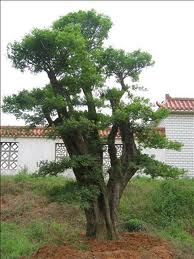 销售广西朴树-广西朴树供应商|广西朴树基地直销|-广西朴树