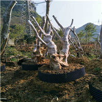 广西紫薇、广西紫薇古桩、广西紫薇古桩基地
