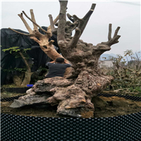 紫薇古桩