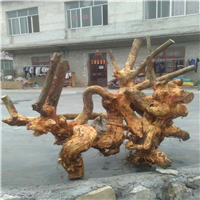广西紫薇古桩 