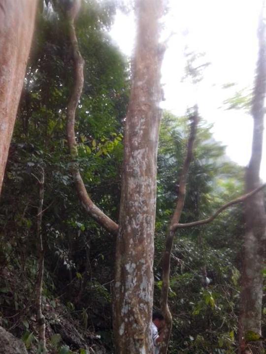 广西紫薇古桩培育基地、大量出售紫薇古桩