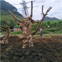 广西榆树古桩基地，广西榆树古桩价格