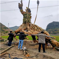 北京紫薇古桩